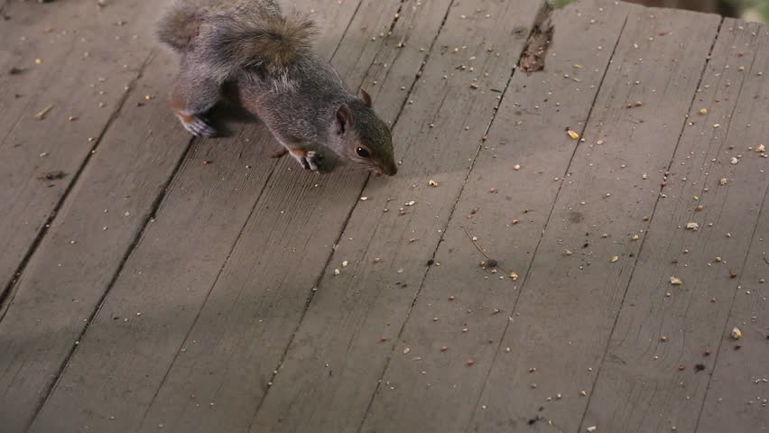 Squirrel Eating out of Bird Feeder image - Free stock photo - Public