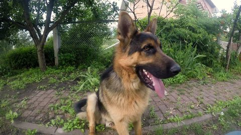 Cute German Shepherd Puppy In Stock Footage Video 100 Royalty Free 1013056277 Shutterstock