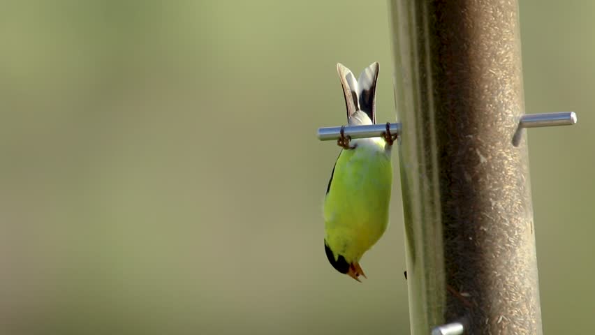 Brilliantly Colored American Goldfinch Eats While Hanging Upside