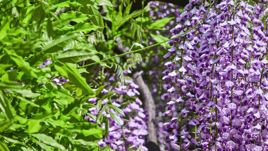 Wisteria Sinensis (chinese Wisteria) is Stock Footage