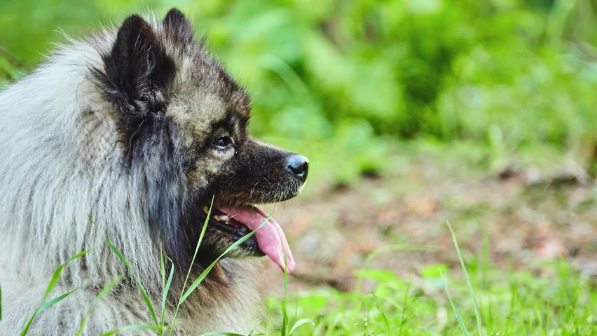 keeshond plush