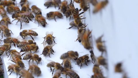 Backyard Bee Hives Stock Video Footage 4k And Hd Video Clips