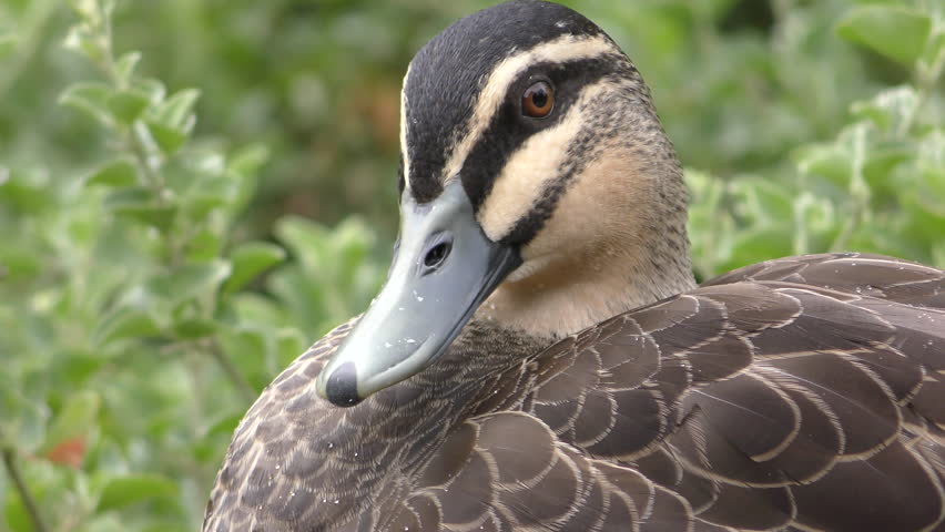 Pacific Black Duck Adult Lone Stock Footage Video 100 Royalty