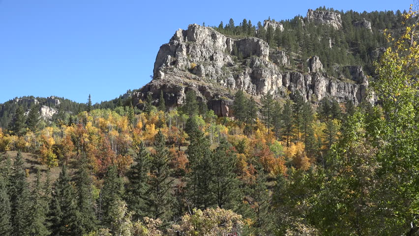 Trees in the black Hills Forest in the Black Hills, South Dakota image ...