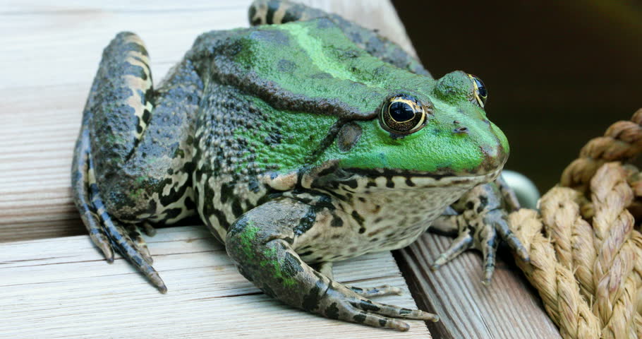 Brown Frog Close Up Image Free Stock Photo Public Domain Photo