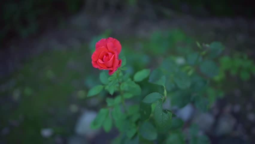 Single Red Rose Flower Close Stock Footage Video 100 Royalty