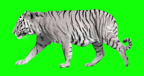 White Tiger Walking Isolated Cyclic Animation Stock Footage Video (100%  Royalty-free) 1015420087 | Shutterstock