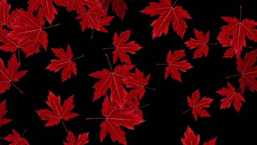 black maple leaf