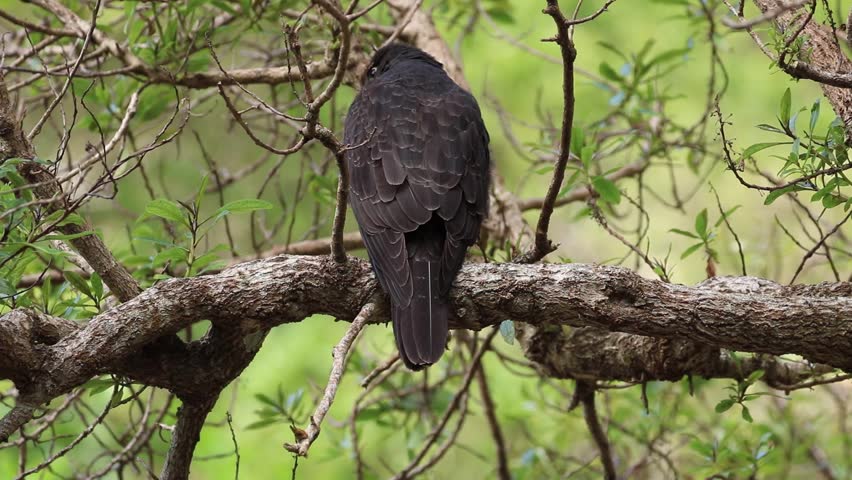 The New Zealand Falcon Karearea Stock Footage Video 100 Royalty Free 1016930017 Shutterstock