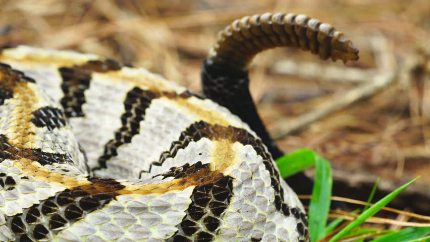 Timber Rattlesnake - Crotalus horridus image - Free stock photo ...