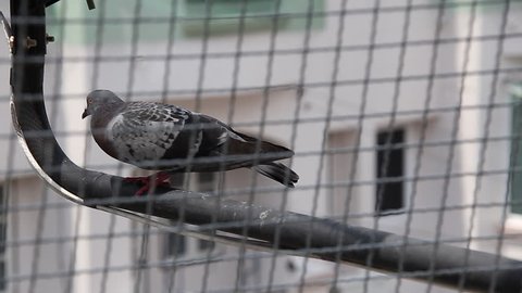Pine Siskin In Bemidji Minnesota Stock Footage Video 100