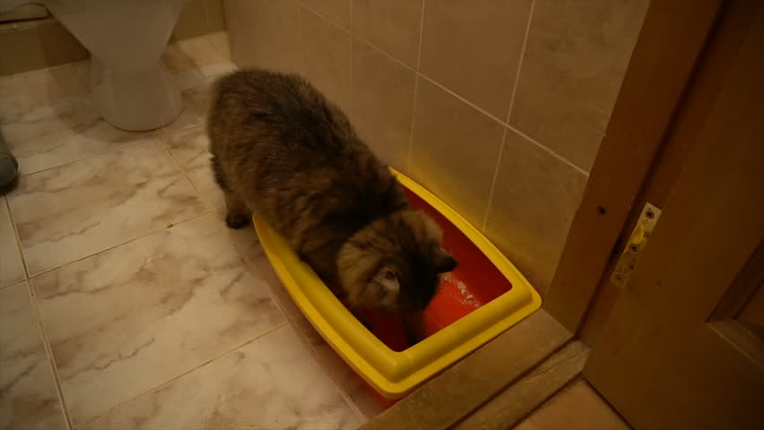 The Cat Poops Into The Stock Footage Video 100 Royalty Free