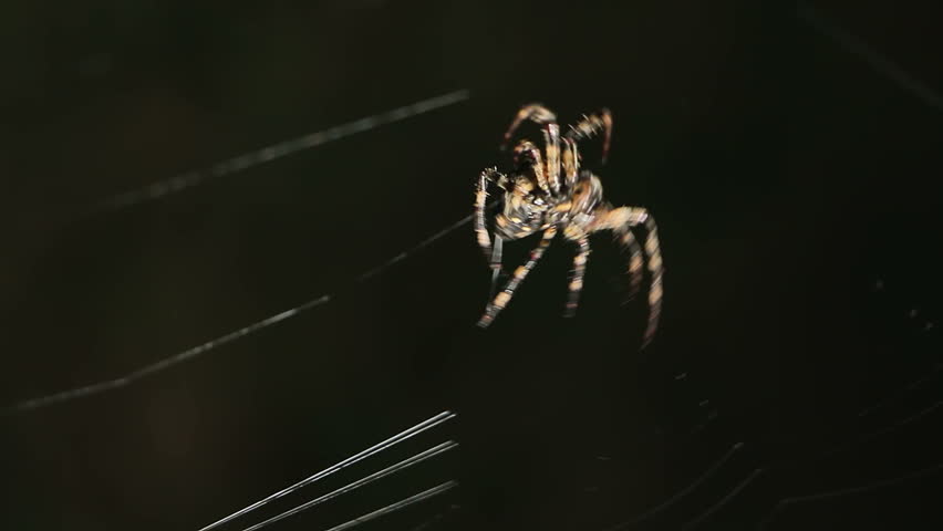 Spiders thread