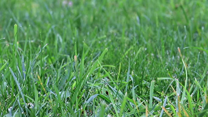 Grass desktop code. Трава в апреле. обои на компьютер свежесть. spring grass.