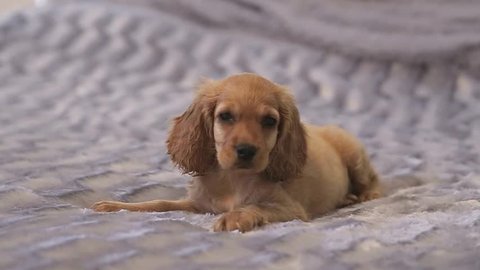 A Longhaired Dachshund Puppy Looks Stock Footage Video 100