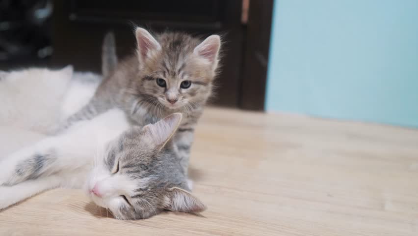 Little Kitty
