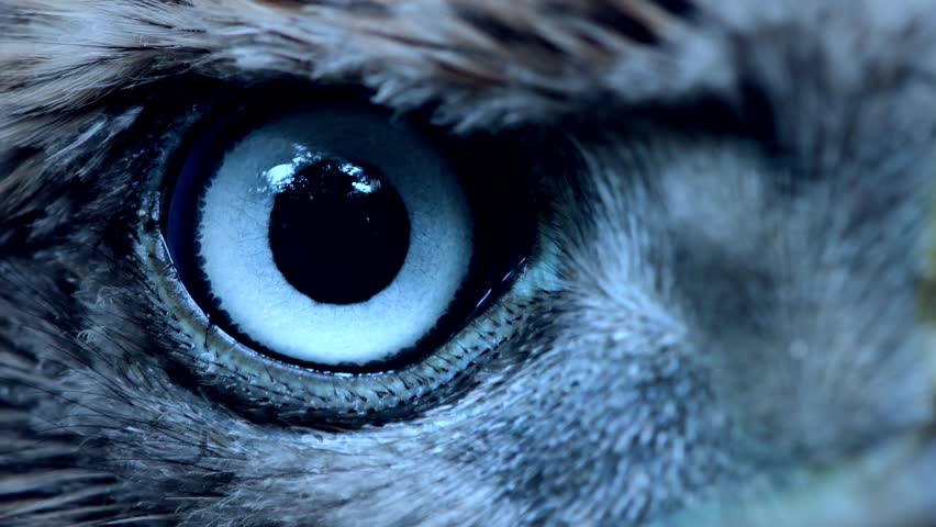 Eagle Eye Close Up Macro Eye Stock Footage Video 100