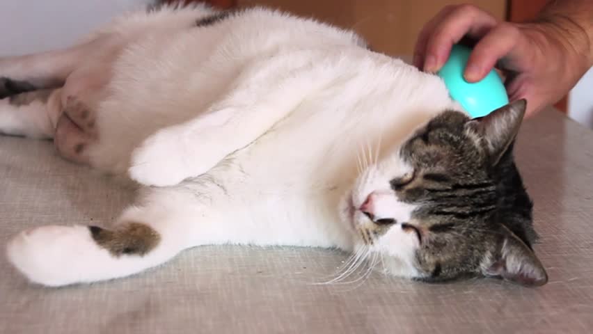 Image result for combing cat fur