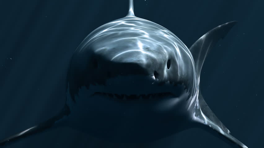 Great White Shark Megalodon in Stock Footage Video (100% Royalty-free