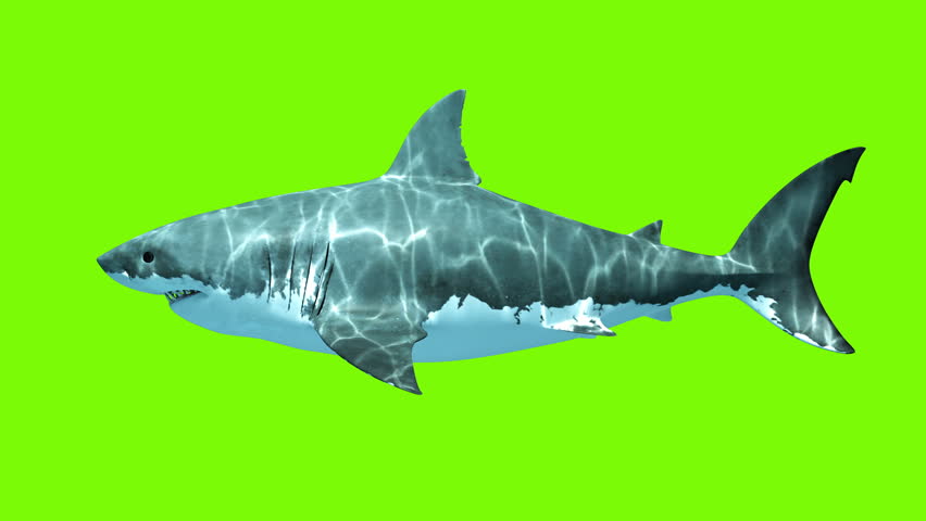 Giant Shark Teeth of Megalodon image - Free stock photo - Public Domain