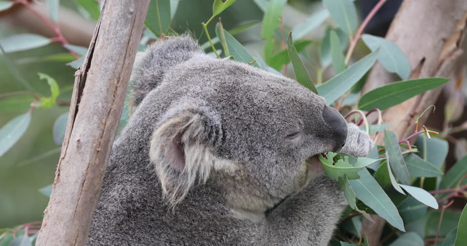 Koala Bear In Eucalyptus Tree Stock Footage Video 100 Royalty