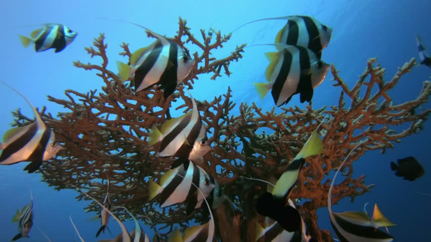 Tropical Schooling Banner Fish Seascape Picture Stock Footage