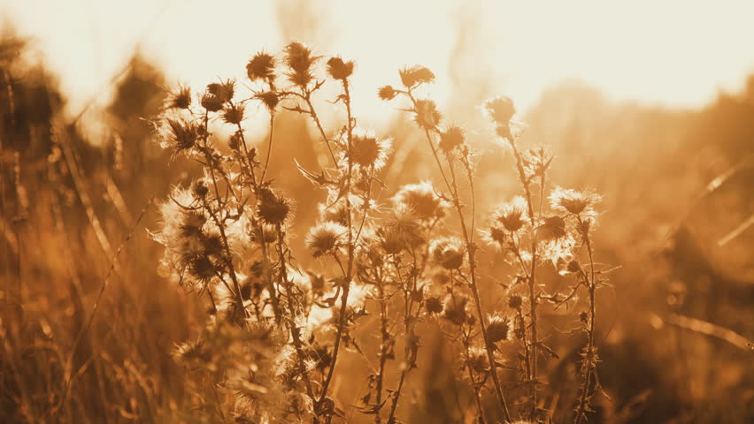 steppe flower solar walk steppe flower solar walk