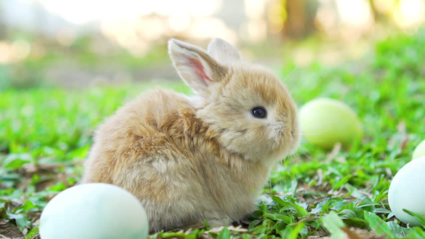 Download Adorable Little Brown Easter Bunnies Stock Footage Video ...