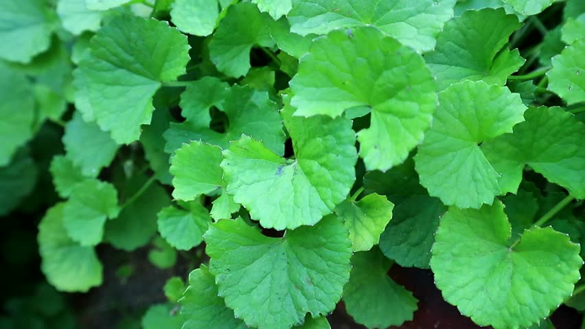 Image result for centella asiatica"