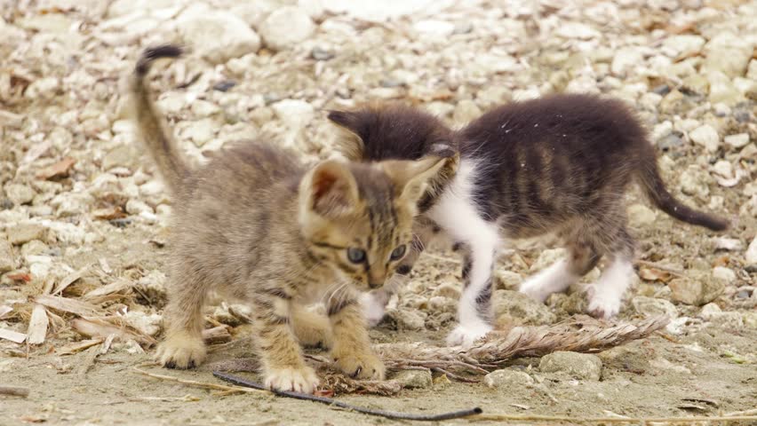 two-cute-cats-in-the-street-image-free-stock-photo-public-domain