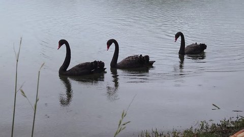 When It Rains It Swans >> Swan Lake Pattern Stock Video Footage 4k And Hd Video Clips When It Rains It Swans >> Swan Lake Pattern Stock Video Footage 4k And Hd Video Clips