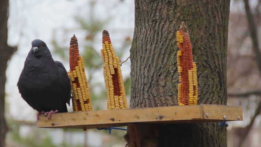 Hd00 09pigeon Standing On Creative Diy Feeder For Birds Corn Cobs