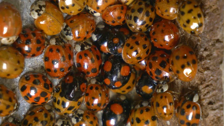 Ladybug Macro Close-up image - Free stock photo - Public Domain photo ...