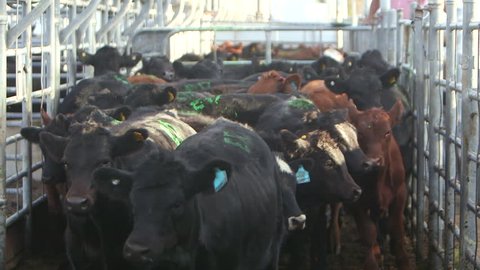 1000 Cattle Sale Stock Video Clips And Footage Royalty Free