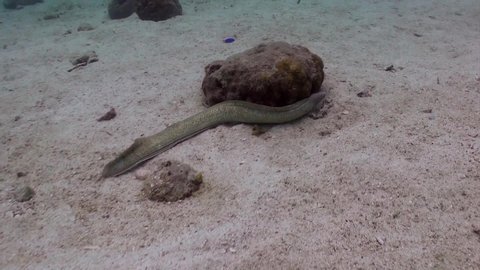 Ungraded Drops Of Water Fall Stock Footage Video 100 Royalty