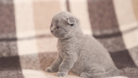 Two Adorable Cute Scottish Fold Stock Footage Video 100 Royalty