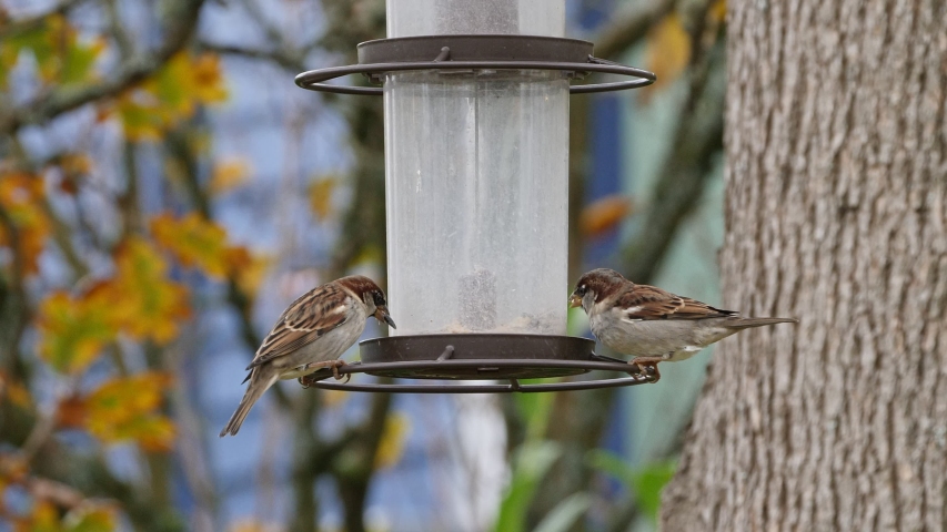 House Sparrows Congregate Around The Bird Feeder In Fall