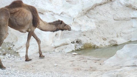 dromedary water system