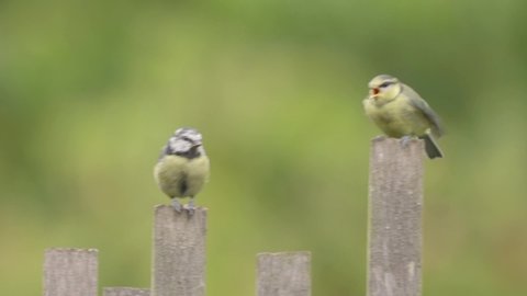 1000 Bird Feeding Baby Birds Stock Video Clips And Footage