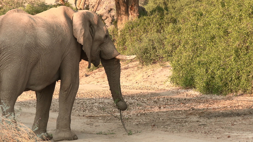 Early mo. Пустынные слоны. Desert Elephant.