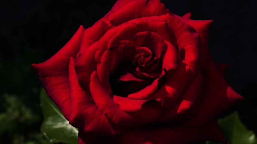 4k00 05burgundy Rose In The Garden Close Up Rose Petals Red