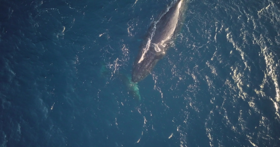 Blue Whale Blowhole image - Free stock photo - Public Domain photo ...