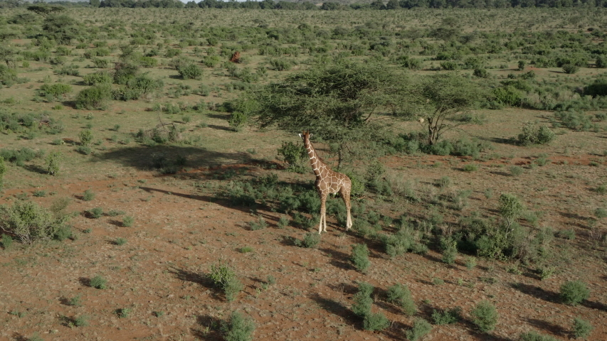 Trees in the landscape in Kenya on the Plains image - Free stock photo ...