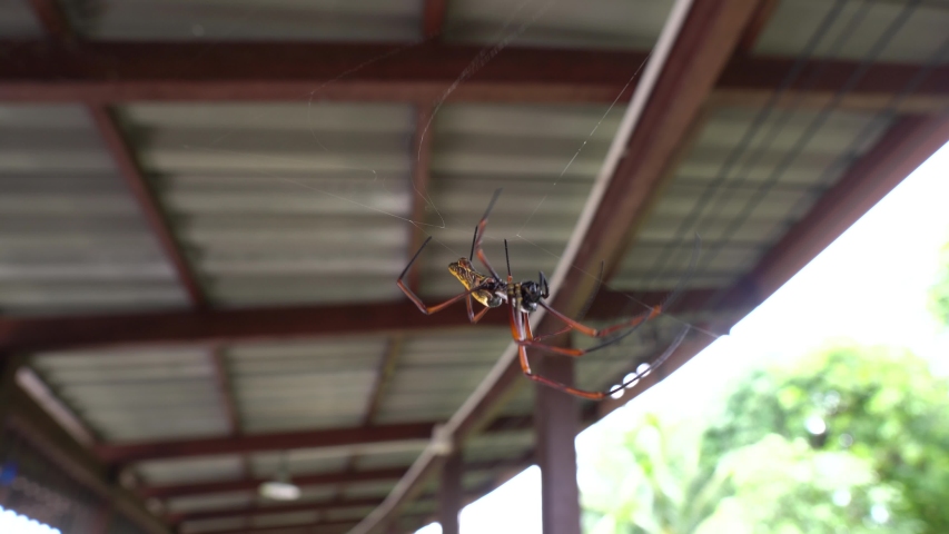 A Giant Spider Crawls Along Stock Footage Video 100 Royalty Free 1036212257 Shutterstock