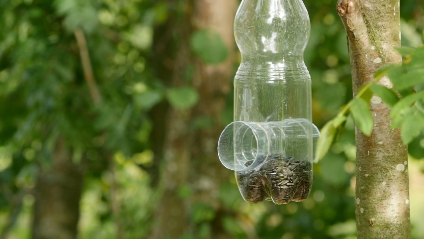 Bird Titmouse Is Pecking Seeds Homemade Bird Feeder Slow Motion