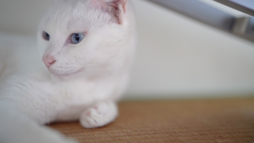 White Japanese Cat Short Hair Stock Footage Video 100 Royalty