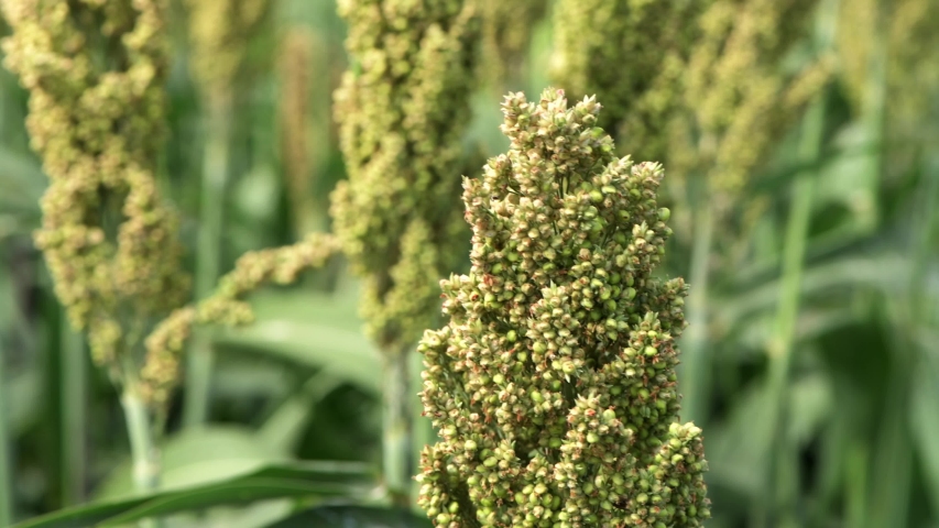 Cereal Grasses and Grains image - Free stock photo - Public Domain ...