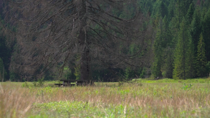 Meadow and Single Tree in the distance image - Free stock photo ...