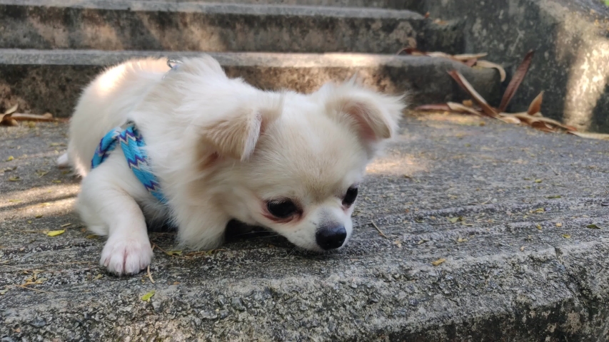 4k00 08cute And Active White Long Hair Chihuahua Puppy Dog Sitting