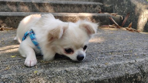 Chihuahua Long Hair Dog Black White Stock Video Footage 4k And